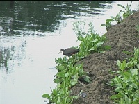 White breasted water hen